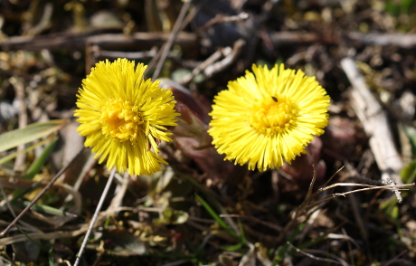 Tussilago.jpg