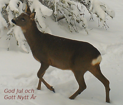 Rådjur i snö.jpg
